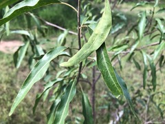 Ehretia saligna membranifolia