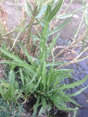 Helenium microcephalum ooclinium