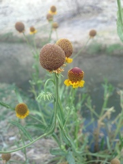 Helenium microcephalum ooclinium