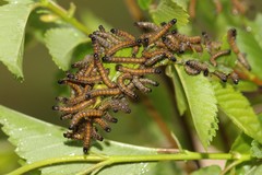 Nymphalis polychloros