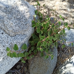 Acalypha californica