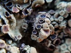 Lichenoconium lecanorae
