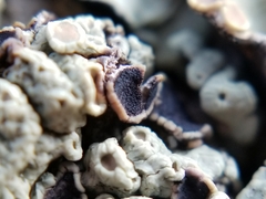 Lichenoconium lecanorae