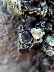 Lichenoconium lecanorae