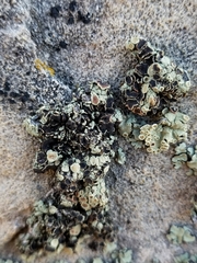 Lichenoconium lecanorae