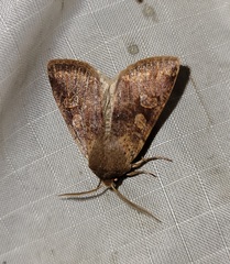 Orthosia rubescens