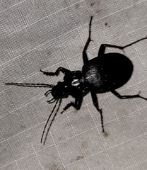 Carabus goryi
