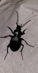 Carabus goryi