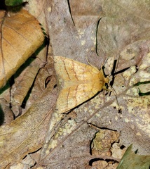 Pyreferra hesperidago