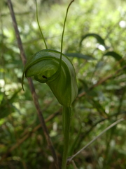 Pterostylis torquata