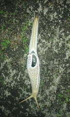 Girasia crocea