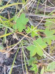 Alchemilla cryptantha