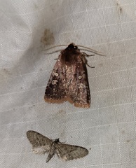 Cerastis tenebrifera