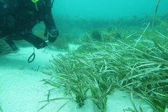 Posidonia australis