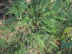 Asparagus virgatus