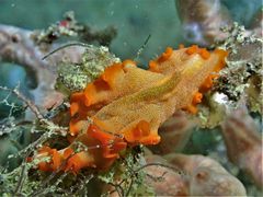 Phrikoceros