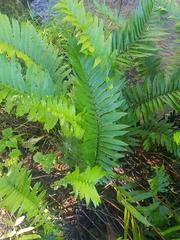 Blechnum punctulatum punctulatum