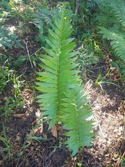 Blechnum punctulatum punctulatum