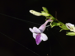 Asystasia dalzelliana