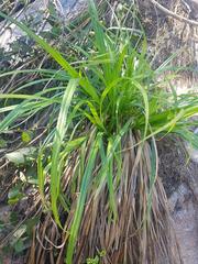 Carex spicatopaniculata