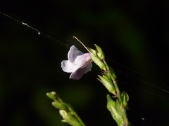 Asystasia dalzelliana