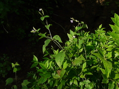 Asystasia dalzelliana