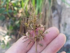 Carex spicatopaniculata