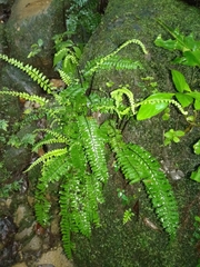Hymenasplenium cheilosorum