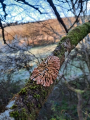 Hypocreopsis rhododendri