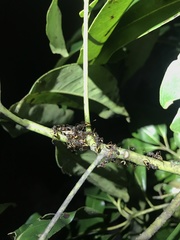 Dolichoderus extensispinus