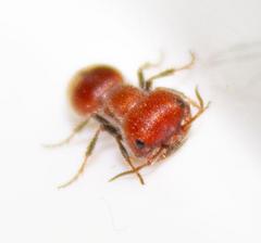 Myrmilloides grandiceps