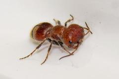 Myrmilloides grandiceps