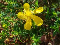 Hypericum revolutum revolutum
