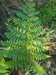 Hypolepis sparsisora