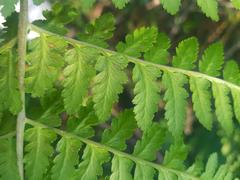 Hypolepis sparsisora