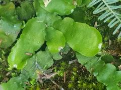 Marchantia pappeana