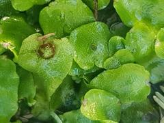 Marchantia pappeana