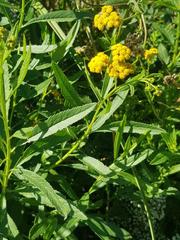 Nidorella auriculata