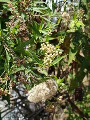 Nidorella ivifolia