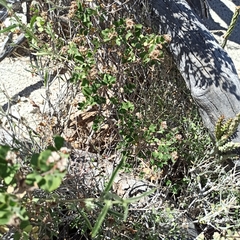 Euphorbia tomentulosa