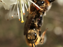 Andrena haemorrhoa