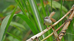 Prinia rufescens