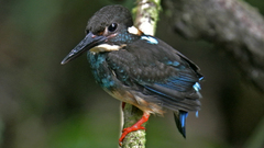 Alcedo peninsulae