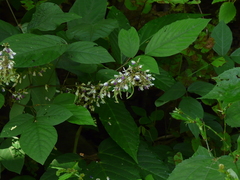 Sohmaea laxiflora