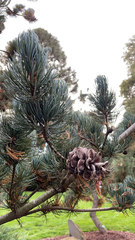 Pinus parviflora