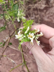 Sophora davidii
