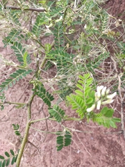 Sophora davidii