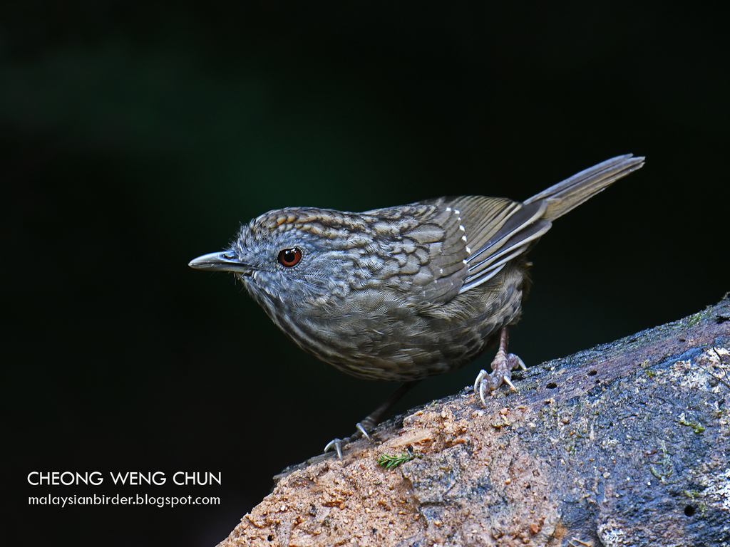 Streaked Wren-Babbler (Gypsophila brevicaudata) photo
