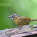 Gray-throated Babbler - Photo (c) Cheong Weng Chun, some rights reserved (CC BY-NC), uploaded by Cheong Weng Chun