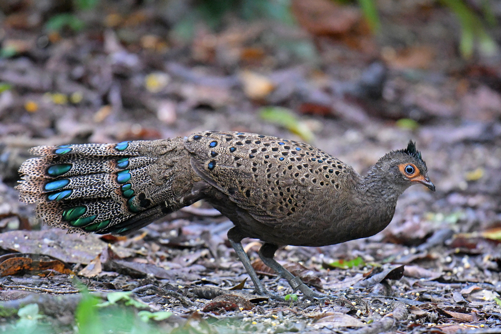 Malayan Peacock-Pheasant